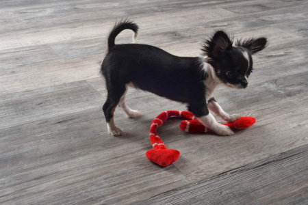 SPC ламинат Noventis Iceberg Дуб Тасмана 